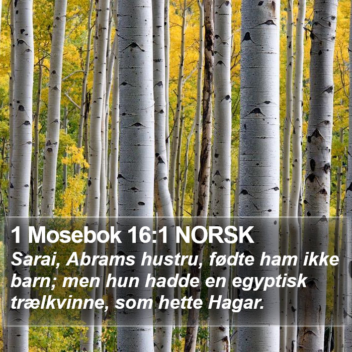 1 Mosebok 16:1 NORSK Bible Study