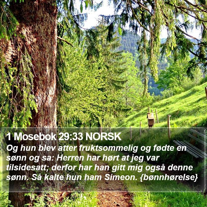 1 Mosebok 29:33 NORSK Bible Study