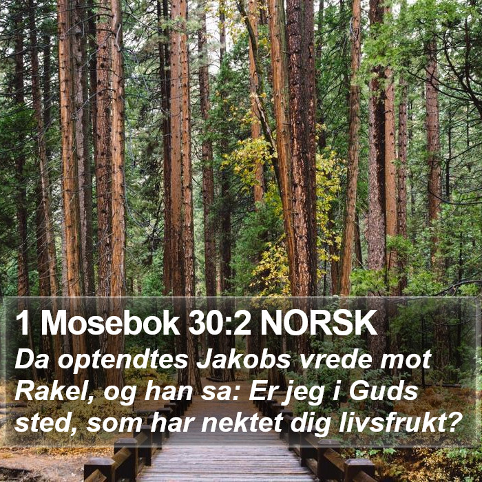 1 Mosebok 30:2 NORSK Bible Study