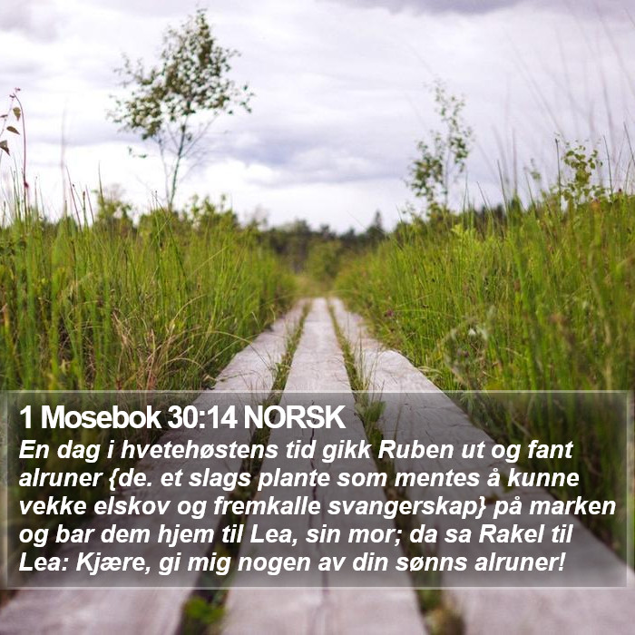 1 Mosebok 30:14 NORSK Bible Study