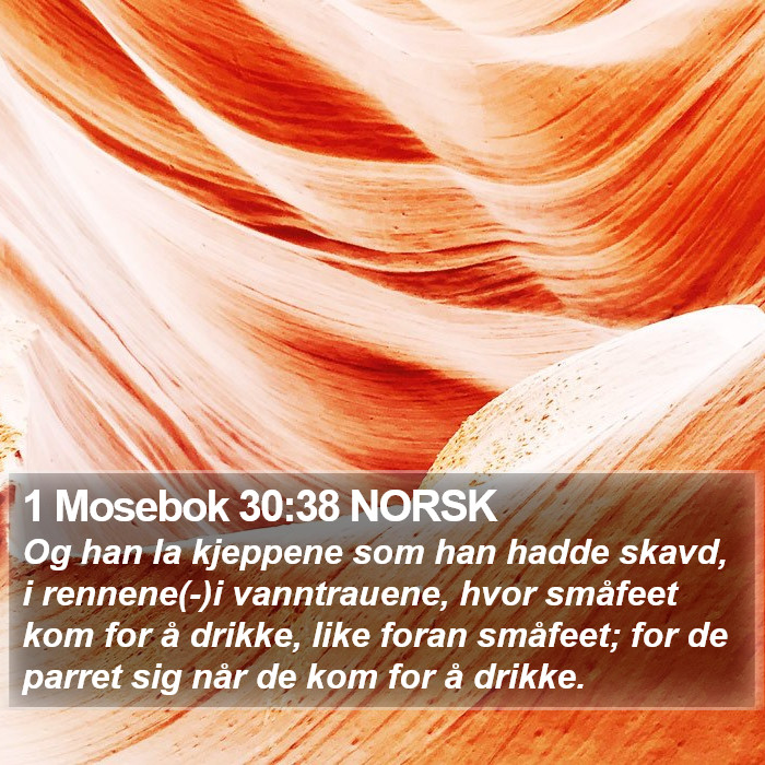 1 Mosebok 30:38 NORSK Bible Study