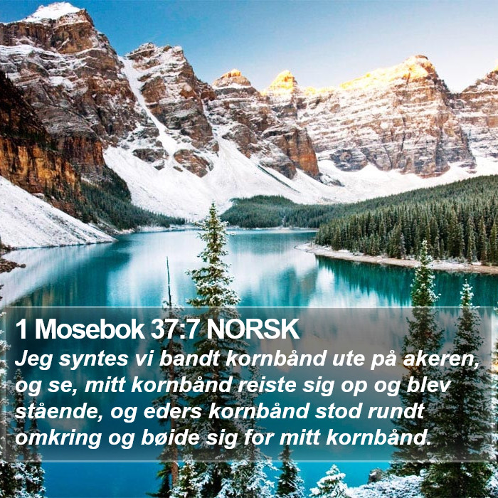 1 Mosebok 37:7 NORSK Bible Study