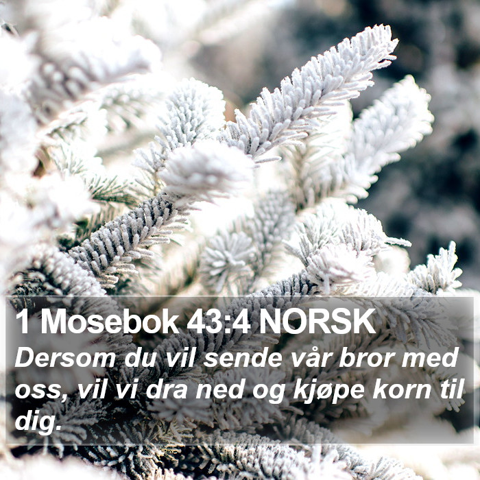 1 Mosebok 43:4 NORSK Bible Study