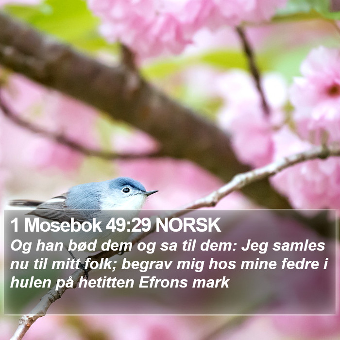 1 Mosebok 49:29 NORSK Bible Study