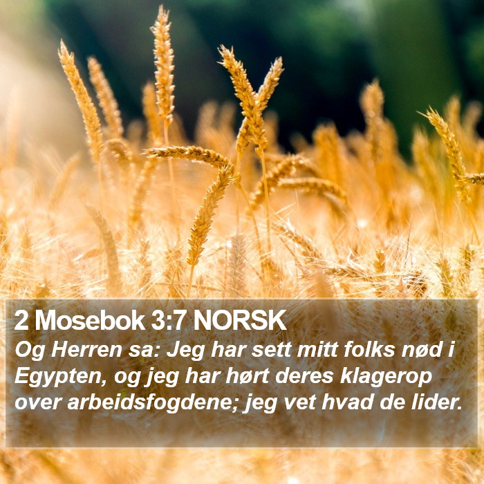 2 Mosebok 3:7 NORSK Bible Study
