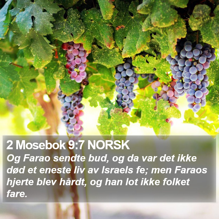 2 Mosebok 9:7 NORSK Bible Study