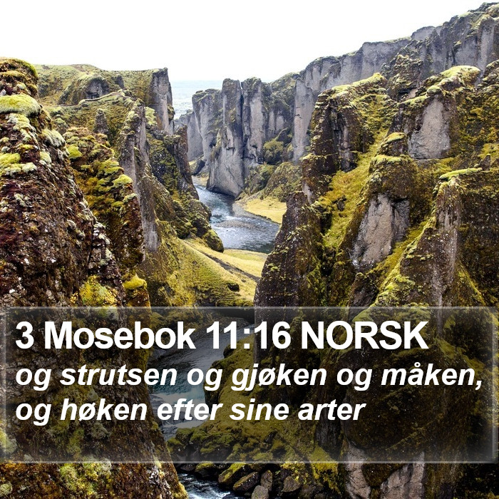 3 Mosebok 11:16 NORSK Bible Study