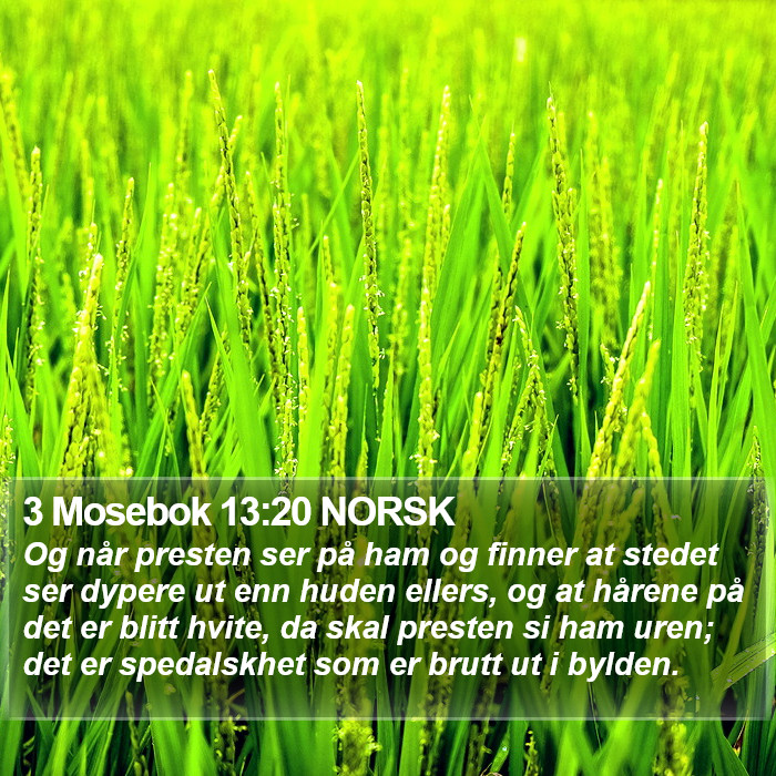 3 Mosebok 13:20 NORSK Bible Study