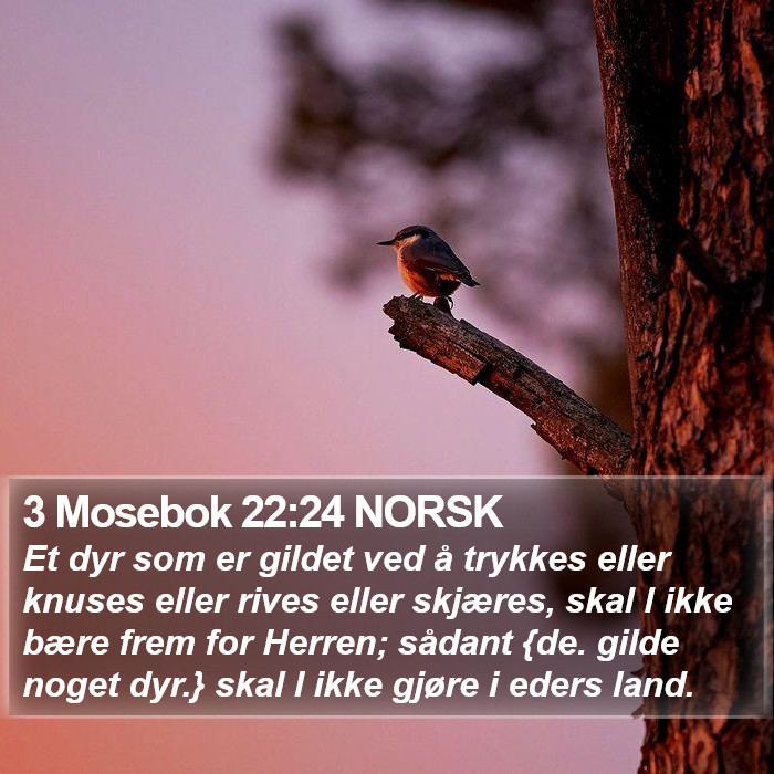 3 Mosebok 22:24 NORSK Bible Study