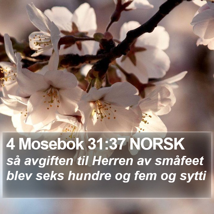 4 Mosebok 31:37 NORSK Bible Study