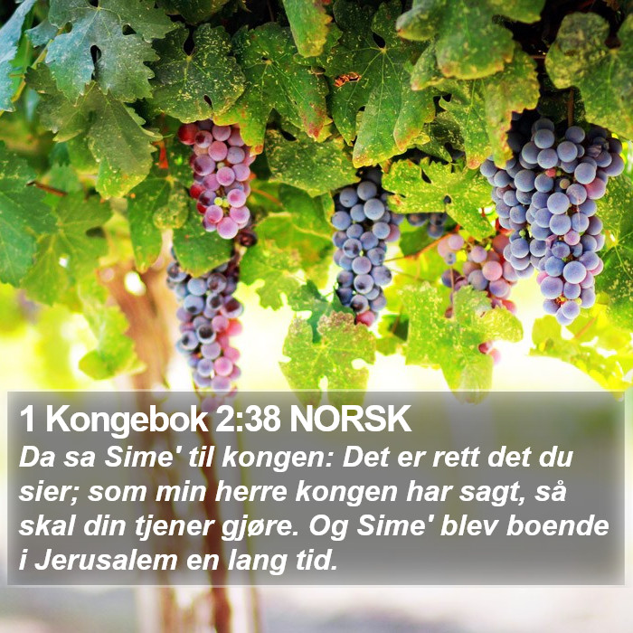 1 Kongebok 2:38 NORSK Bible Study