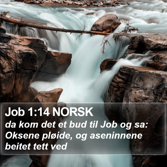 Job 1:14 NORSK Bible Study