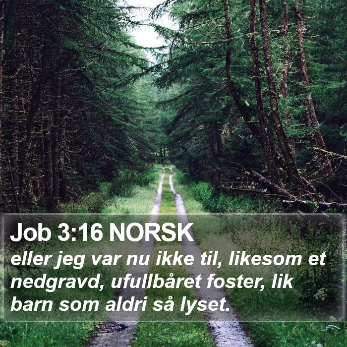 Job 3:16 NORSK Bible Study