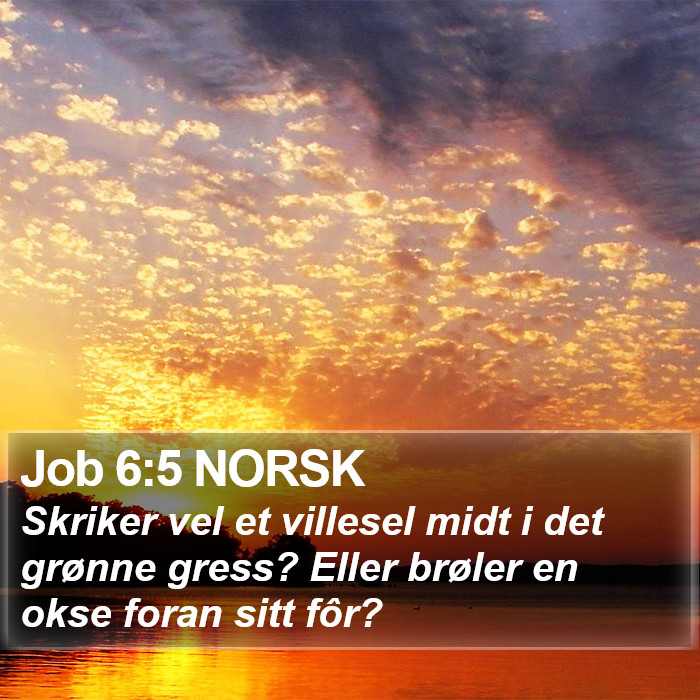 Job 6:5 NORSK Bible Study