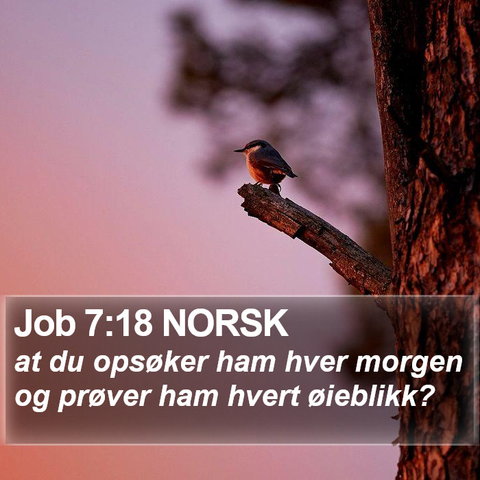 Job 7:18 NORSK Bible Study