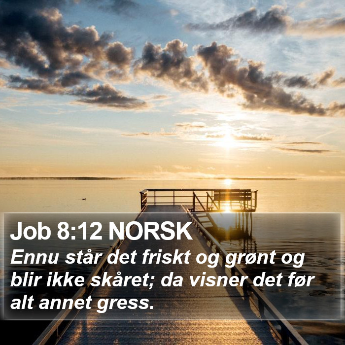 Job 8:12 NORSK Bible Study