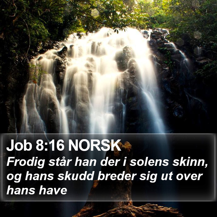 Job 8:16 NORSK Bible Study