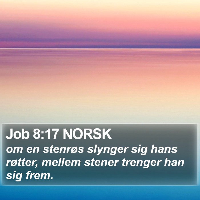 Job 8:17 NORSK Bible Study