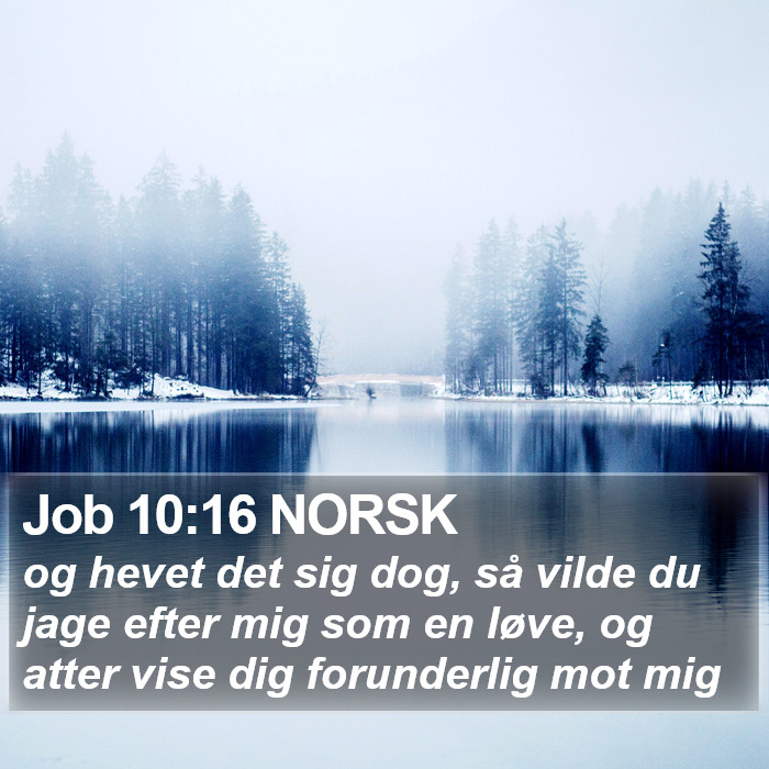 Job 10:16 NORSK Bible Study