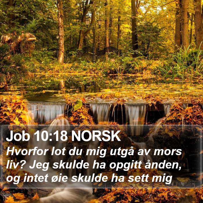 Job 10:18 NORSK Bible Study