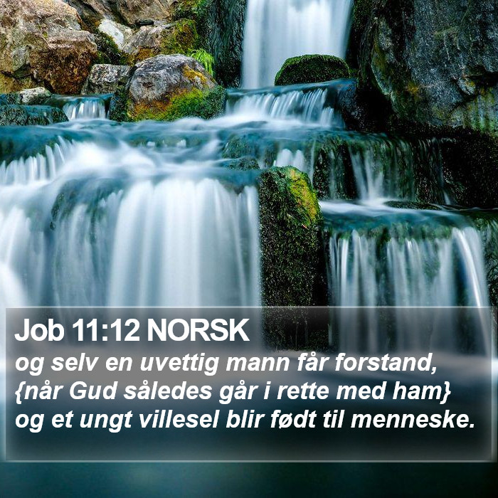 Job 11:12 NORSK Bible Study