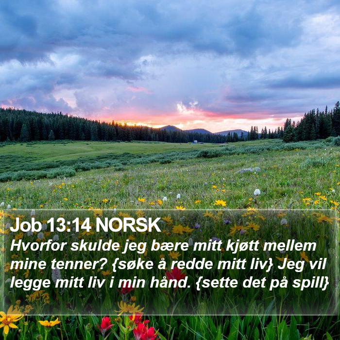 Job 13:14 NORSK Bible Study