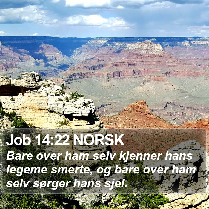 Job 14:22 NORSK Bible Study