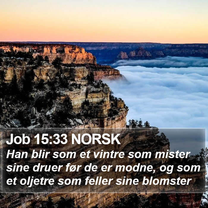 Job 15:33 NORSK Bible Study