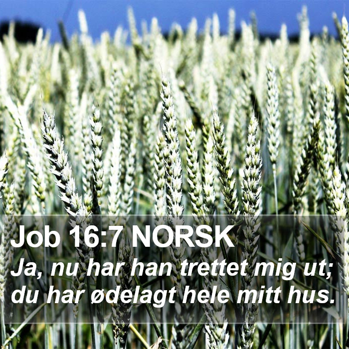 Job 16:7 NORSK Bible Study