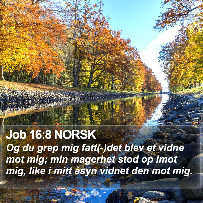 Job 16:8 NORSK Bible Study