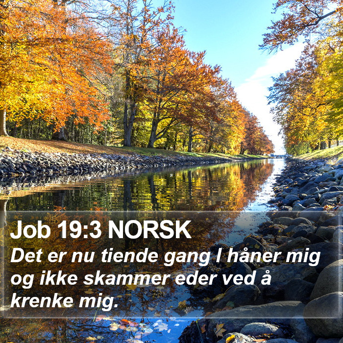 Job 19:3 NORSK Bible Study