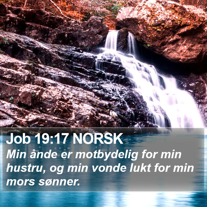 Job 19:17 NORSK Bible Study