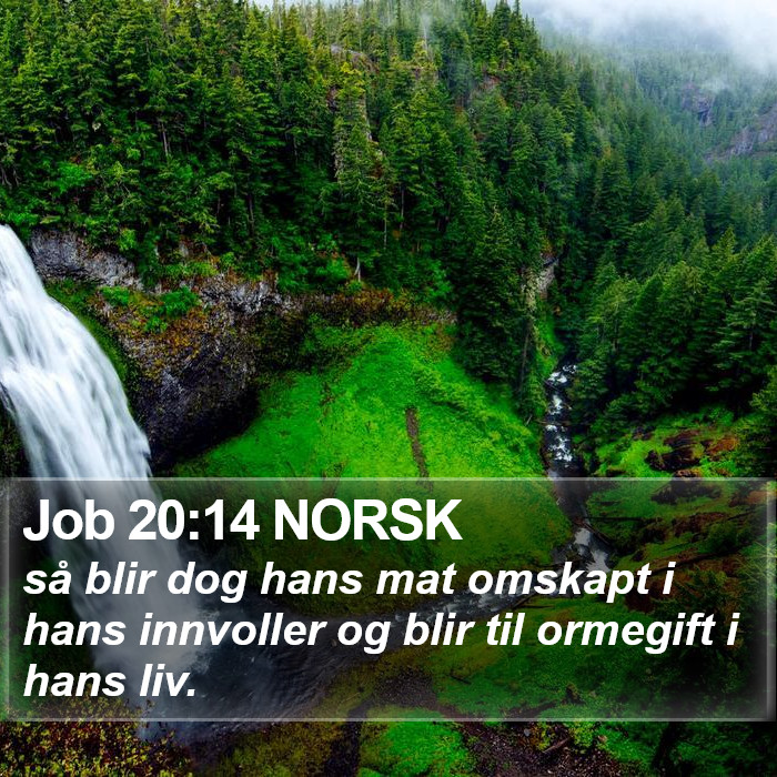 Job 20:14 NORSK Bible Study