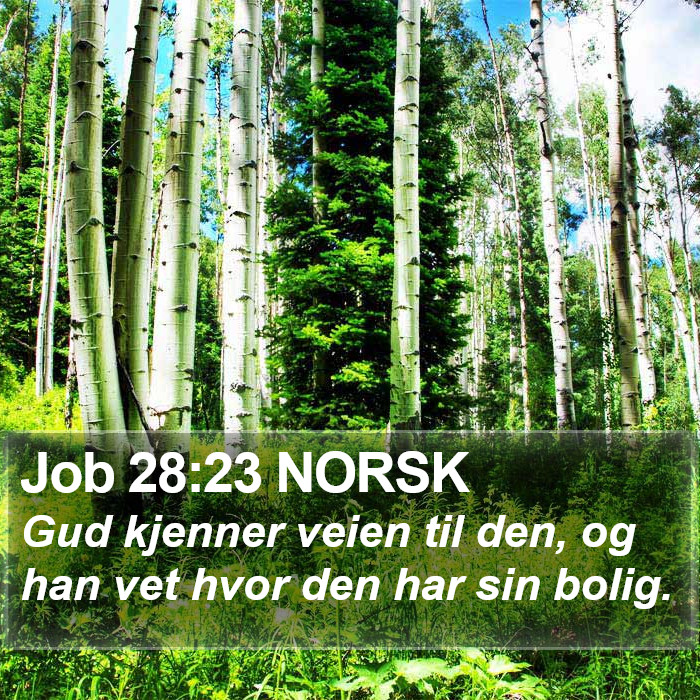 Job 28:23 NORSK Bible Study