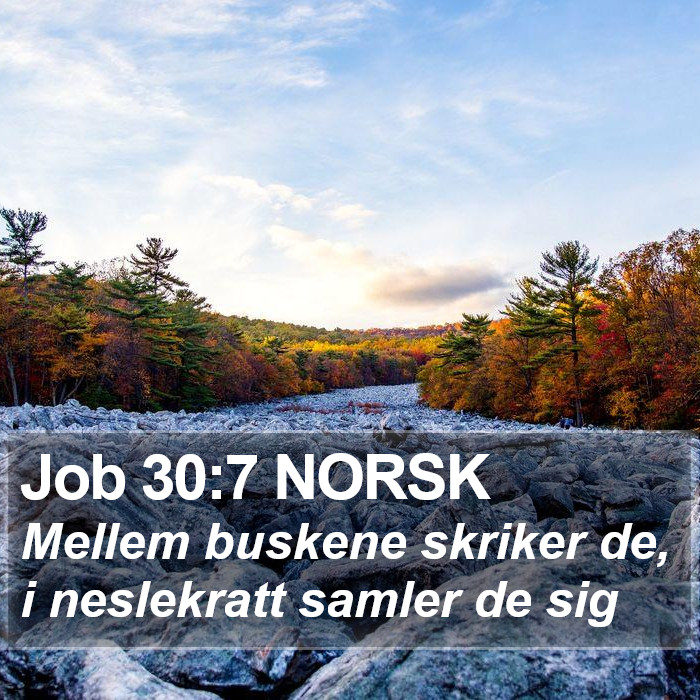 Job 30:7 NORSK Bible Study