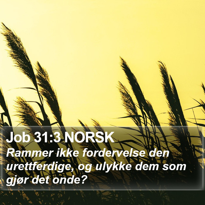 Job 31:3 NORSK Bible Study