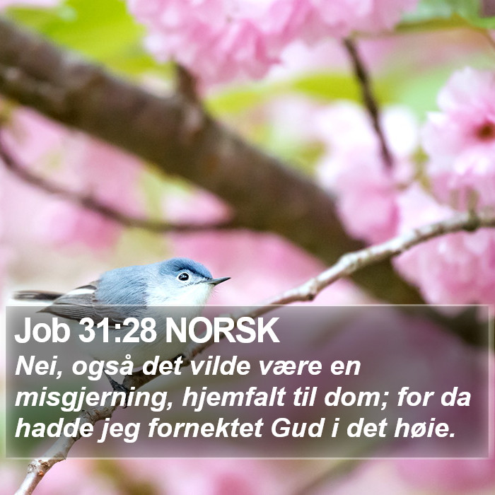 Job 31:28 NORSK Bible Study