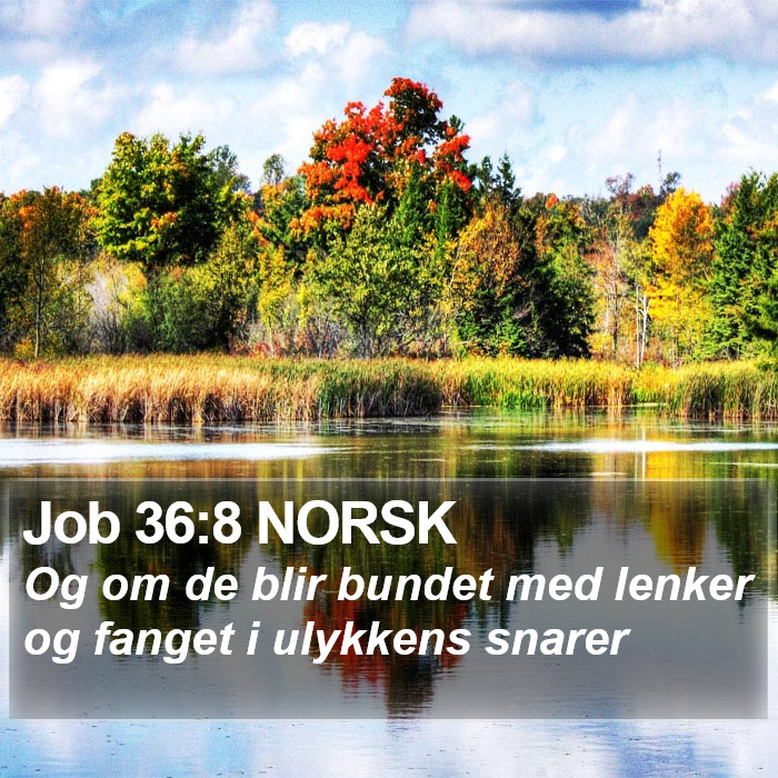 Job 36:8 NORSK Bible Study