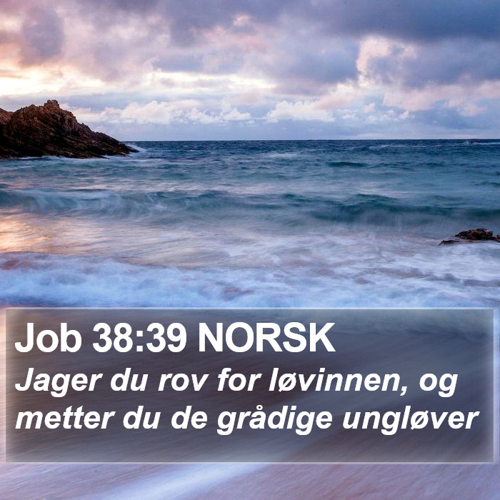 Job 38:39 NORSK Bible Study