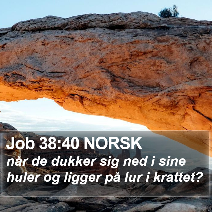 Job 38:40 NORSK Bible Study