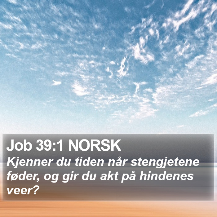 Job 39:1 NORSK Bible Study