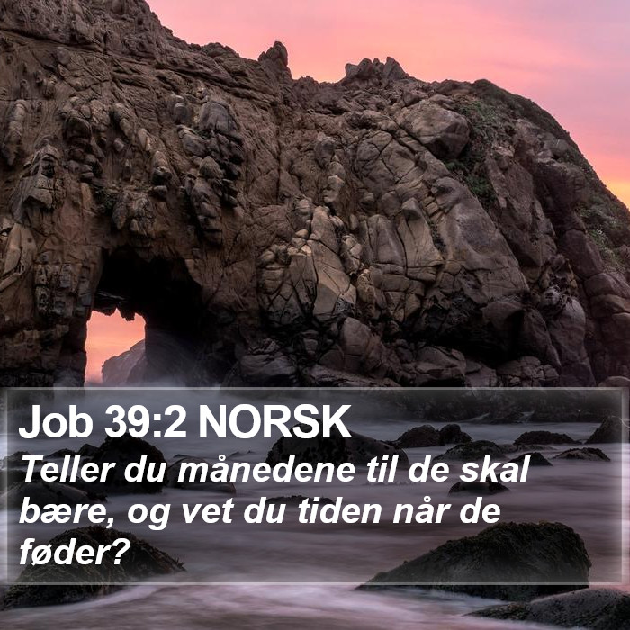 Job 39:2 NORSK Bible Study