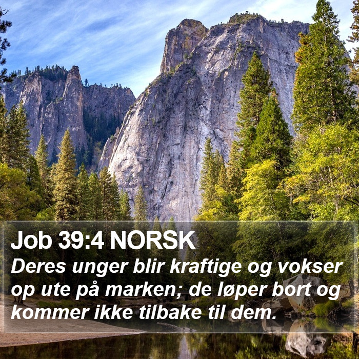 Job 39:4 NORSK Bible Study