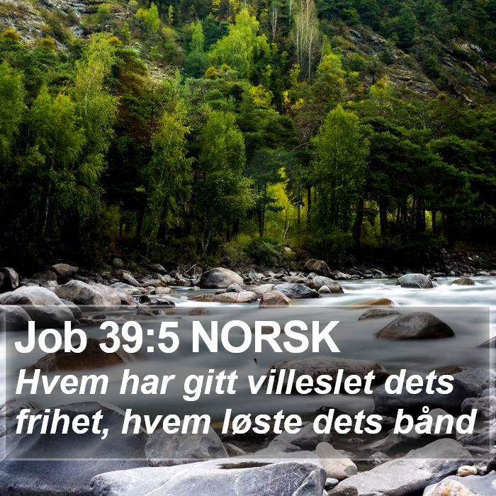 Job 39:5 NORSK Bible Study