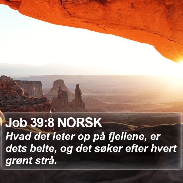 Job 39:8 NORSK Bible Study