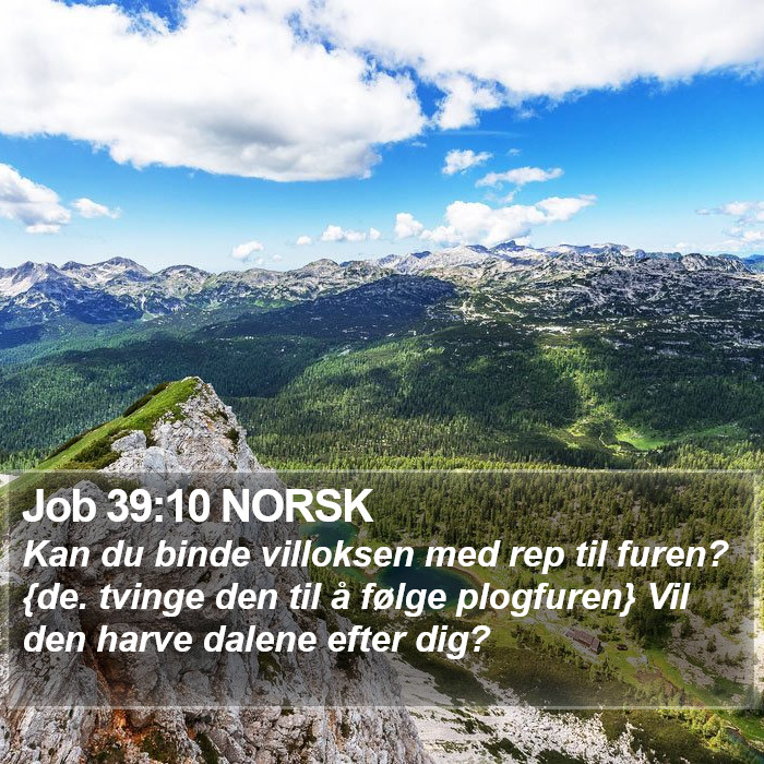Job 39:10 NORSK Bible Study