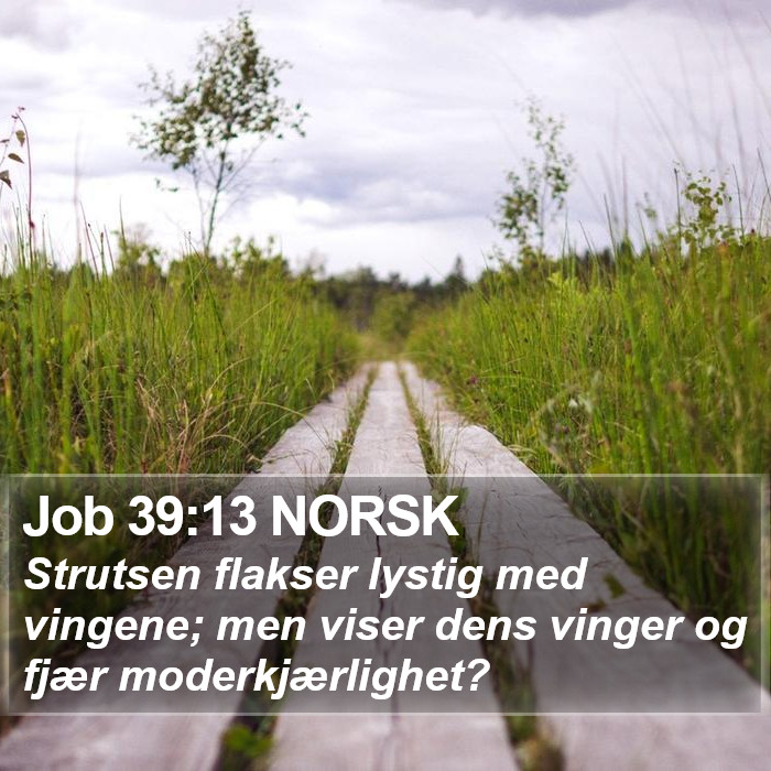 Job 39:13 NORSK Bible Study