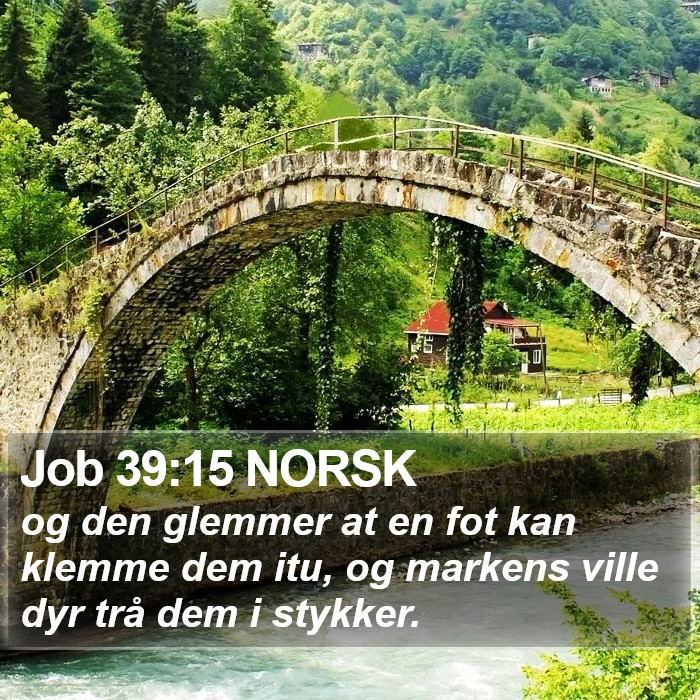 Job 39:15 NORSK Bible Study