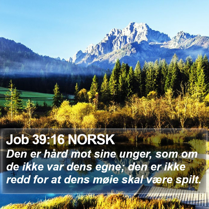 Job 39:16 NORSK Bible Study