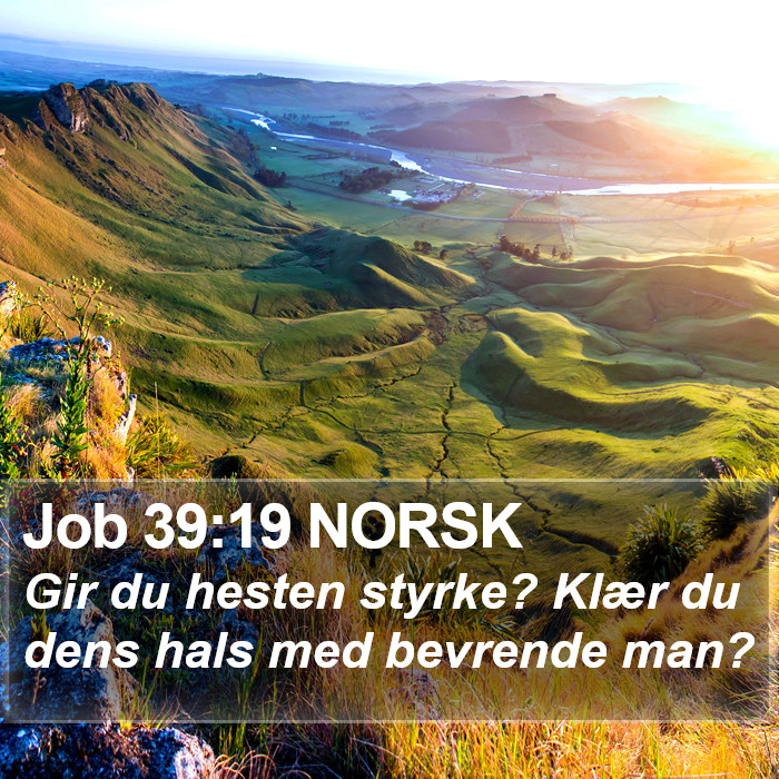 Job 39:19 NORSK Bible Study